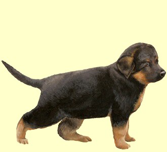 Take in a german shepherd dog breed dog