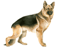 German Shepherd Dog ##STADE## - coat 30