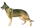 German Shepherd Dog ##STADE## - coat 52