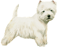 West Highland White Terrier ##STADE## - coat 55