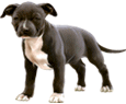 American Staffordshire Terrier ##STADE## - coat 51