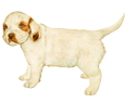Clumber Spaniel breed dog for sale