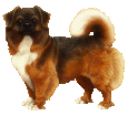 Tibetan Spaniel ##STADE## - coat 12