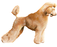 Poodle breed dog for sale