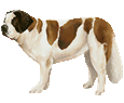 Saint Bernard breed dog for sale