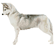 Siberian Husky breed dog for sale