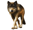 Czechoslovakian Wolfdog ##STADE## - coat 1340000481