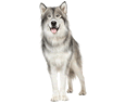 Czechoslovakian Wolfdog ##STADE## - coat 154