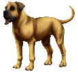 Boerboel ##STADE## - coat 2