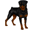 Rottweiler ##STADE## - coat 1340000596