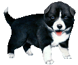 Border Collie breed dog for sale