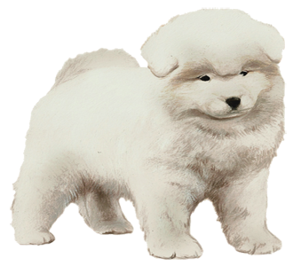 Take in a samoyed breed dog