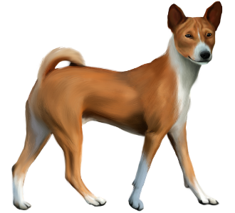 https://data.dogzer.net/image/83-dog-breeds-basenjis/40-coat-red/2-dog-bassenji-nyam-nyam-terrier-congo-terrier-2.png